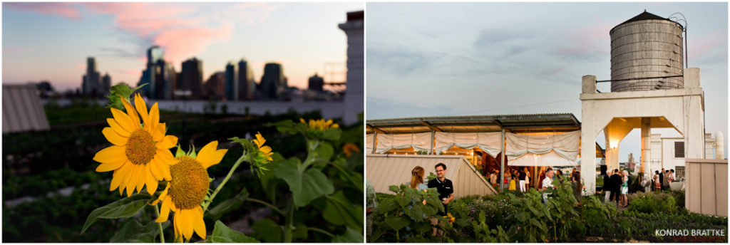 Two sunflowers in front of a skyscraper at the Brooklyn Grange Wedding.